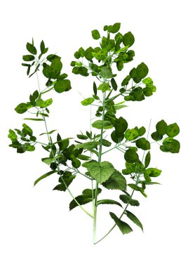 Bir Lunaria Annua bitkisinin 3 boyutlu canlandırılması, ya da dürüstlük ya da beyaz arka planda izole edilmiş yıllık dürüstlük