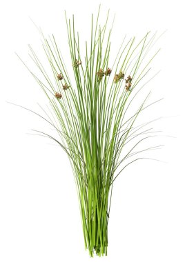 Yaygın bir acele bitkisinin 3B görüntülenmesi veya beyaz arkaplanda izole edilmiş Juncus effusus