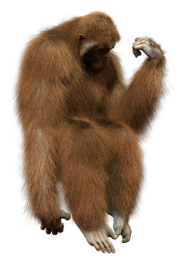 Beyaz arkaplanda izole edilmiş bir orangutan maymunun 3 boyutlu canlandırması