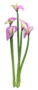 Beyaz arkaplanda 3 boyutlu zambak renkleri izole