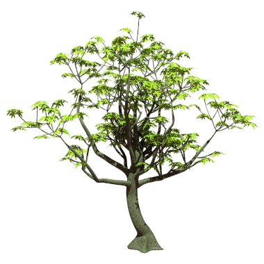 Beyaz arkaplanda izole edilmiş bir pachira aquatica ağacının 3 boyutlu görüntülenmesi