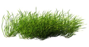 Yeşil deniz yosununun 3 boyutlu görüntülenmesi beyaz arkaplanda izole edildi