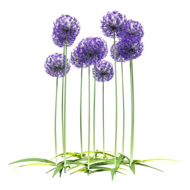 Beyaz arkaplanda mor allium çiçeklerinin 3 boyutlu canlandırması