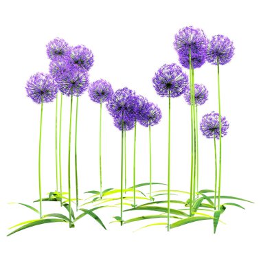Beyaz arkaplanda üç boyutlu allium çiçekleri oluşturma