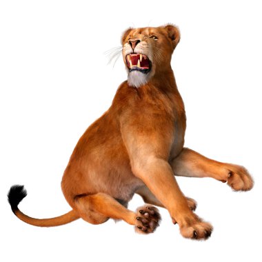 Beyaz arka planda izole edilmiş bir dişi aslanın 3 boyutlu görüntüsü