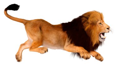 Beyaz arka planda izole edilmiş bir erkek aslanın 3 boyutlu görüntüsü