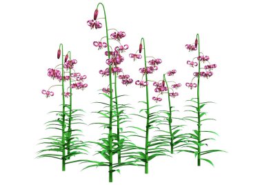Üç boyutlu Lilium Martagon çiçekleri ya da Martagon zambağı ya da Türkler beyaz arka planda izole edilmiş zambak kapağı
