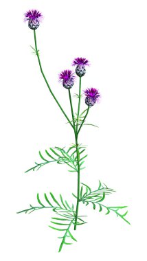 Beyaz arka plan üzerinde izole Centaurea Jacea veya kahverengi veya brownray knapweed çiçek 3D render