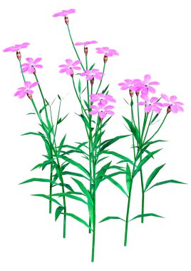 Beyaz arka plan üzerinde izole karanfil veya karanfil, pembe veya şeker william çiçek 3D render