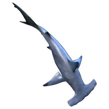 Beyaz arka planda izole edilmiş bir çekiç başlı köpekbalığının 3 boyutlu görüntüsü