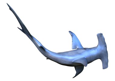 Beyaz arka planda izole edilmiş bir çekiç başlı köpekbalığının 3 boyutlu görüntüsü