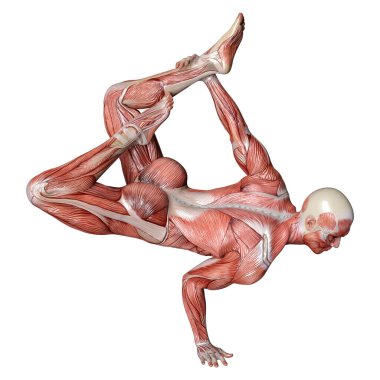 Beyaz arka planda izole edilmiş kas haritaları olan bir erkek figürünün 3 boyutlu görüntülenmesi