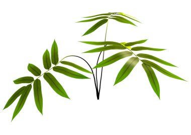 Beyaz arkaplanda izole edilmiş yeşil eğreltiotu 3D görüntüleme