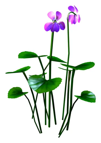 Rendering Viola Flowers Isolated White Background — Stock Photo, Image