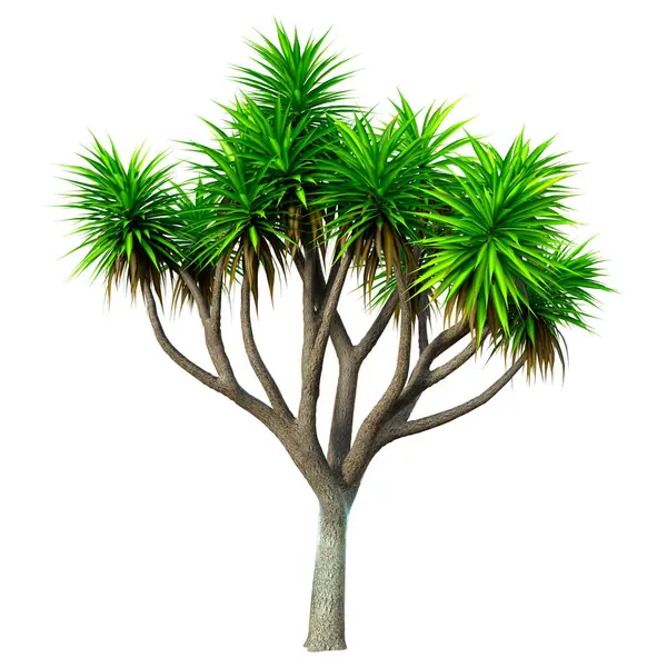 Renderowanie Zielonej Palmy Kapusty Izolowane Białym Tle — Zdjęcie stockowe