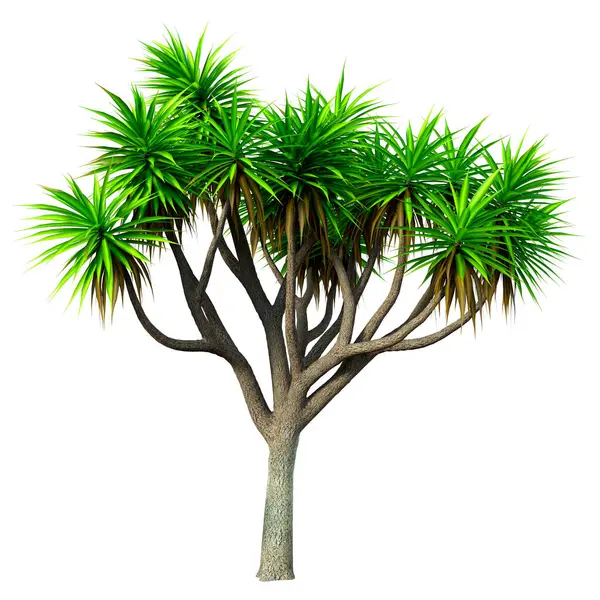 Renderowanie Zielonej Palmy Kapusty Izolowane Białym Tle — Zdjęcie stockowe