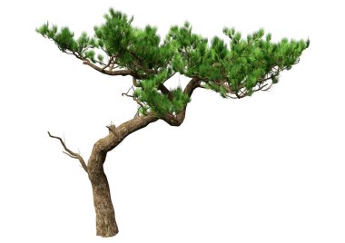 Beyaz arkaplanda izole edilmiş bir çam ağacının 3B görüntüsü