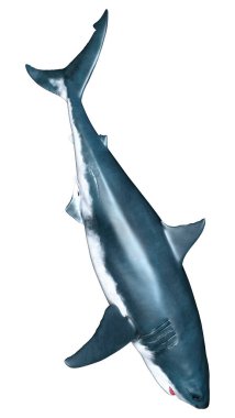 Beyaz arka planda izole edilmiş büyük beyaz köpekbalığının 3 boyutlu görüntüsü