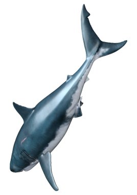 Beyaz arka planda izole edilmiş büyük beyaz köpekbalığının 3 boyutlu görüntüsü