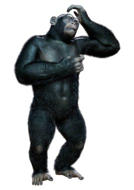 Beyaz arkaplanda izole edilmiş büyük siyah bir şempanzenin 3 boyutlu görüntülenmesi