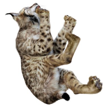 Beyaz arka planda izole edilmiş bir vaşak hayvanının 3 boyutlu görüntüsü