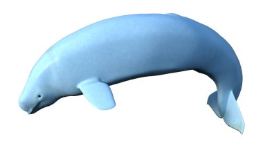 Beyaz arka planda izole edilmiş beyaz balina dişi bir Beluga 'nın 3 boyutlu görüntüsü