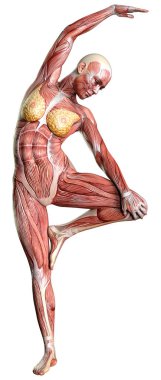 Beyaz arka planda izole edilmiş kas haritaları olan üç boyutlu bir kadın figürü