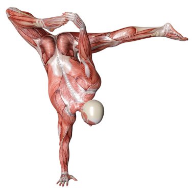 Beyaz arka planda izole edilmiş kas haritaları olan bir erkek figürünün 3 boyutlu görüntülenmesi