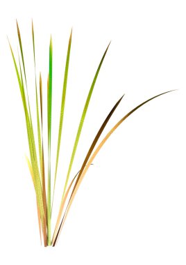 Beyaz arkaplanda izole edilmiş bir bulrush bitkisinin 3B görüntülemesi