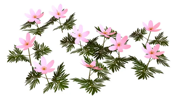 Rendering Wood Anemone Anemonoides Nemorosa Flowers Isolated White Background Imagens Royalty-Free