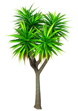 3D rendering of a green cabbage palm tree isolated on white background clipart