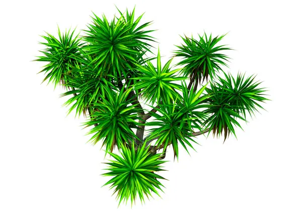 Рендеринг Зеленой Капусты Пальмы Белом Фоне Стоковое Фото