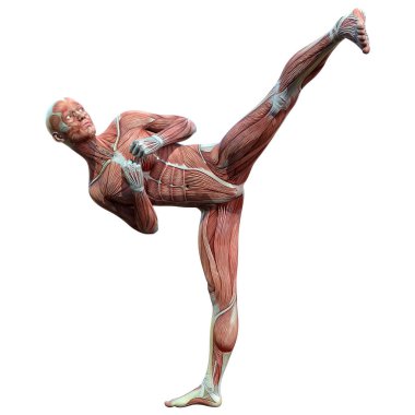 Beyaz arka planda izole edilmiş kas haritaları olan bir erkek figürünün 3 boyutlu görüntülenmesi
