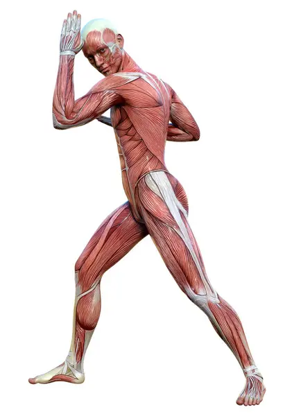Renderização Uma Figura Masculina Com Mapas Musculares Isolados Fundo Branco Fotos De Bancos De Imagens