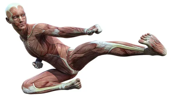 白い背景に筋肉の地図が孤立した男性像の3Dレンダリング ストック画像