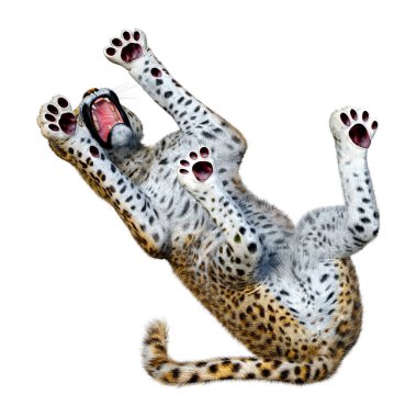 Beyaz arka planda izole edilmiş büyük bir kedi leoparının 3B görüntüsü