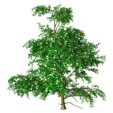 3D rendering of a blooming stewartia tree isolated on white background clipart
