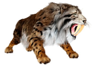 Üç boyutlu bir kılıç dişli kaplan bembeyaz arka planda izole edilmiş.