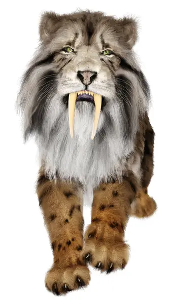 Rendering Sabertooth Tiger Isolated White Background Stock Image