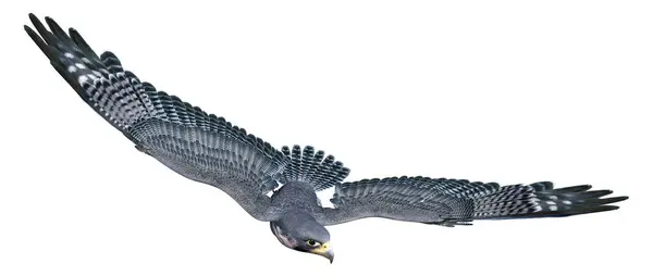 Візуалізація Сокола Або Птаха Здобичі Ізольовані Білому Тлі Ліцензійні Стокові Зображення