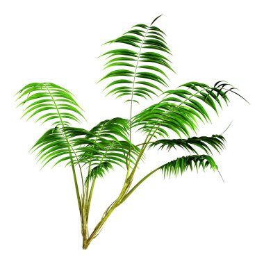 3D rendering of a green kentia palm tree or sentry palm or paradise palm isolated on white background clipart