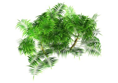 Beyaz arkaplanda izole edilmiş yeşil bambu palmiye ağaçlarının 3 boyutlu görüntülenmesi