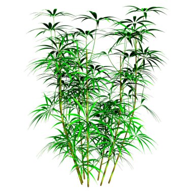 Beyaz arka planda izole edilmiş yeşil geniş yapraklı bayan palmiye ağaçlarının 3 boyutlu canlandırması