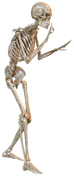 Representación Esqueleto Humano Aislado Sobre Fondo Blanco Fotos De Stock