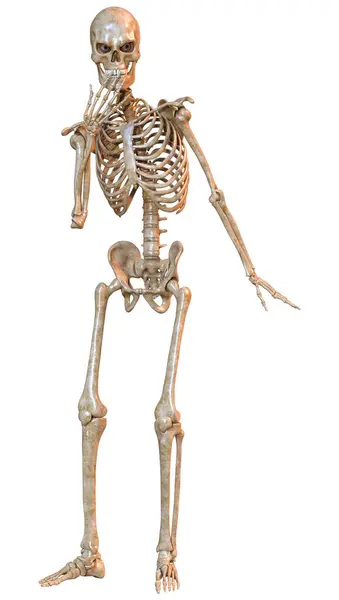 Weergave Van Een Menselijk Skelet Geïsoleerd Witte Achtergrond Stockfoto