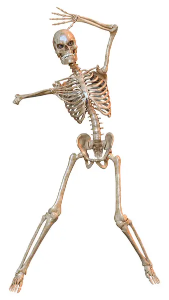 白地に隔離された人間の骨格の3Dレンダリング ロイヤリティフリーのストック画像