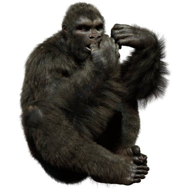 Beyaz arkaplanda izole edilmiş bir siyah goril görüntüsü