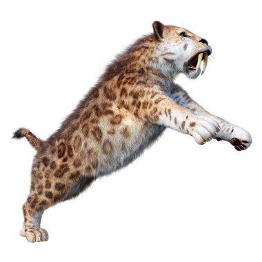 Üç boyutlu bir kılıç dişli kaplan bembeyaz arka planda izole edilmiş.