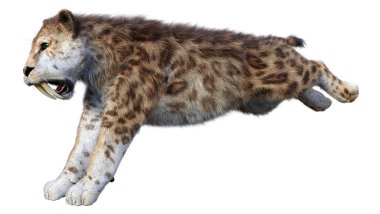 Üç boyutlu bir kılıç dişli kaplan bembeyaz arka planda izole edilmiş.