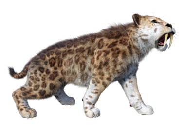 Üç boyutlu bir kılıç dişli kaplan bembeyaz arka planda izole edilmiş.